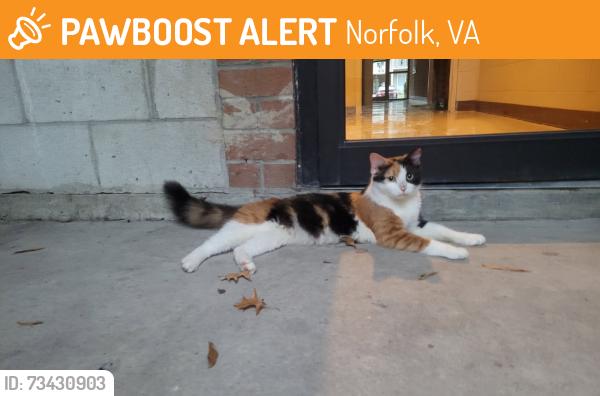 Found/Stray Female Cat last seen University apmts, Norfolk, VA 23502