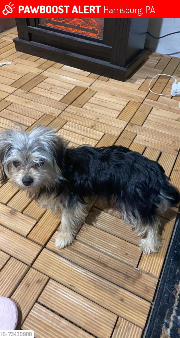 Lost Female Dog last seen S 13th Street & Cameron St & Derry St., Harrisburg, PA 17104