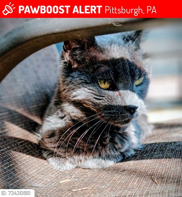 Lost Female Cat last seen On my front porch on Gladstone Street, Pittsburgh, PA 15207