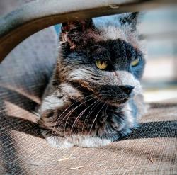 Lost Female Cat last seen On my front porch on Gladstone Street, Pittsburgh, PA 15207