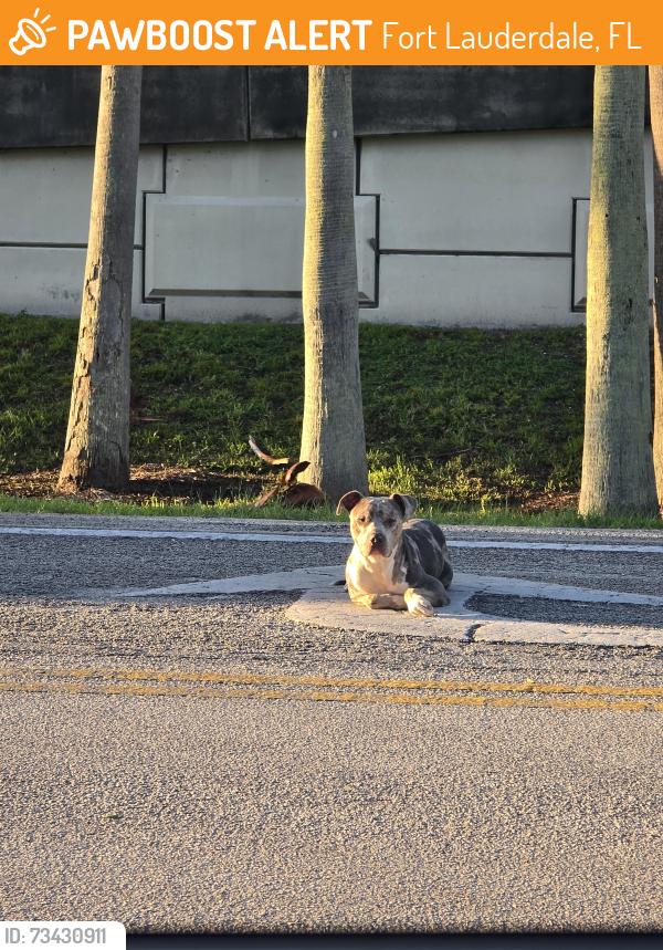 Found/Stray Male Dog last seen By the davie meat and fish market, Fort Lauderdale, FL 33312