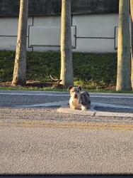 Found/Stray Male Dog last seen By the davie meat and fish market, Fort Lauderdale, FL 33312