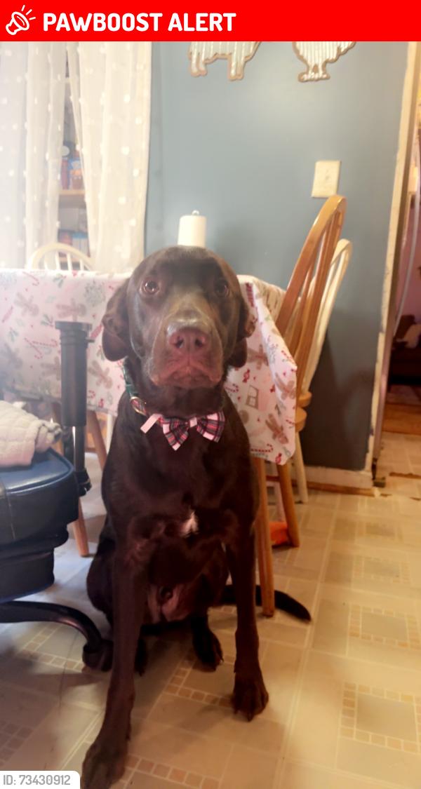 Lost Male Dog last seen Near sullivan rd, Davidson County, NC 27360