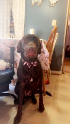 Lost Male Dog last seen Near sullivan rd, Davidson County, NC 27360