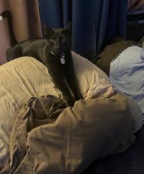 Reunited Male Cat last seen 67th & Ogontz, Philadelphia, PA 19126