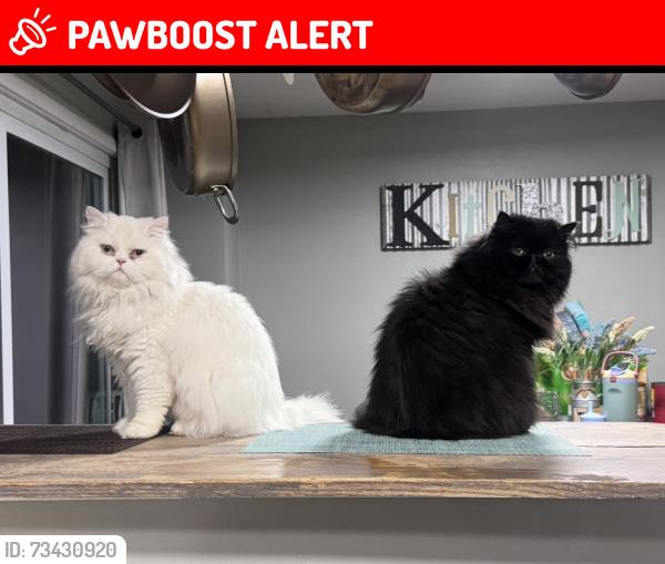 Lost Male Cat last seen Brownsvillle Ext, South Park Township, PA 15129