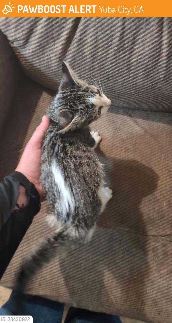 Found/Stray Unknown Cat last seen Washington Ave, Yuba City, CA 95991