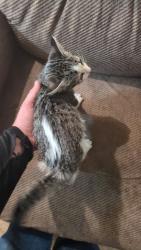 Found/Stray Unknown Cat last seen Washington Ave, Yuba City, CA 95991