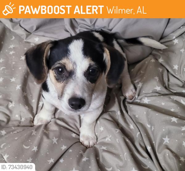 Found/Stray Female Dog last seen Cuss fork rd, Wilmer, AL 36587