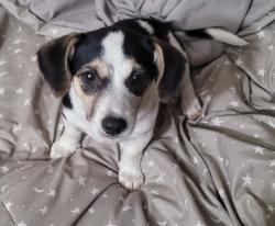 Found/Stray Female Dog last seen Cuss fork rd, Wilmer, AL 36587