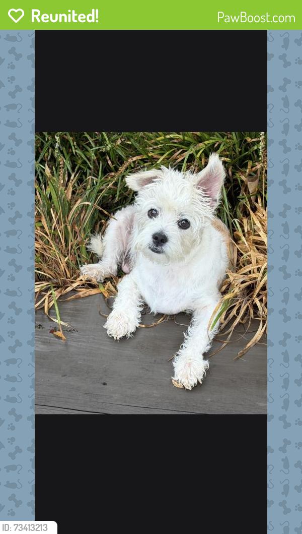 Reunited Female Dog last seen Near Marguerite St., Birmingham, AL 35235