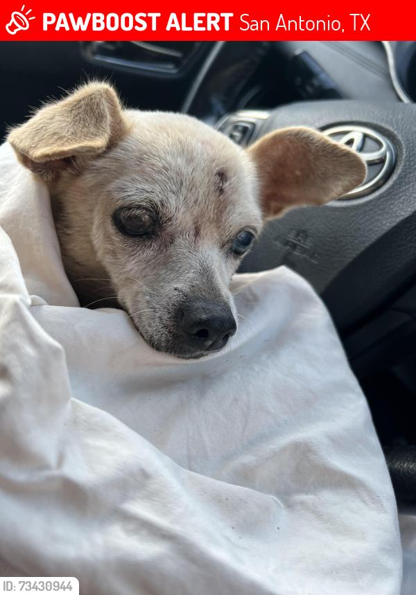 Lost Female Dog last seen Hackberry near the Dakota, San Antonio, TX 78210