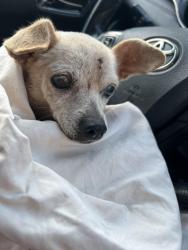 Lost Female Dog last seen Hackberry near the Dakota, San Antonio, TX 78210
