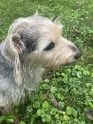 Found/Stray Male Dog last seen Broadway, Columbia, MO 65203