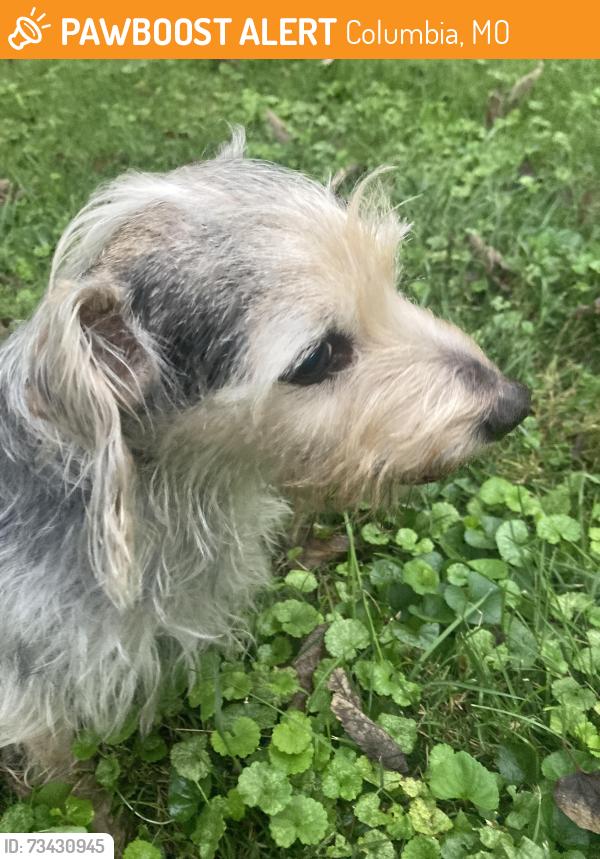 Found/Stray Male Dog last seen Broadway, Columbia, MO 65203