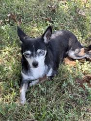 Found/Stray Female Dog last seen Bayshore Park & 27th, San Leon, TX 77539