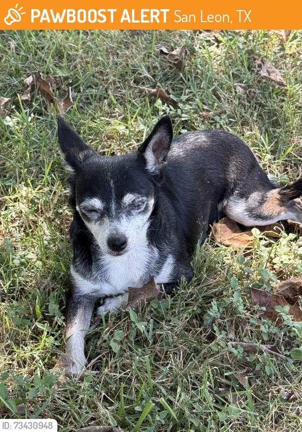 Found/Stray Female Dog last seen Bayshore Park & 27th, San Leon, TX 77539