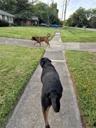 Found/Stray Male Dog last seen Since valley dr, Louisville, KY 40272