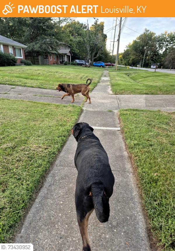Found/Stray Male Dog last seen Since valley dr, Louisville, KY 40272