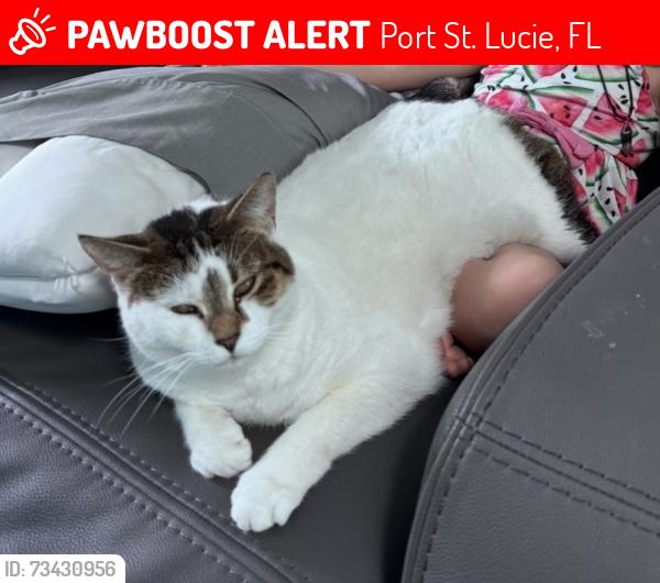 Lost Female Cat last seen East of is1 off McMaster street, Port St. Lucie, FL 34952