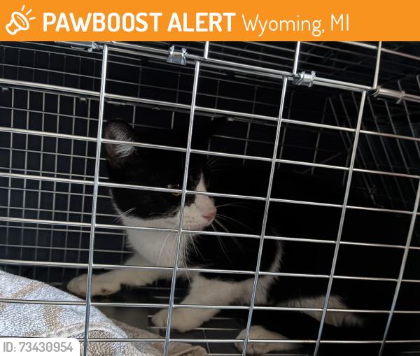 Found/Stray Unknown Cat last seen Byron Center Ave & M6, Wyoming, MI 49418