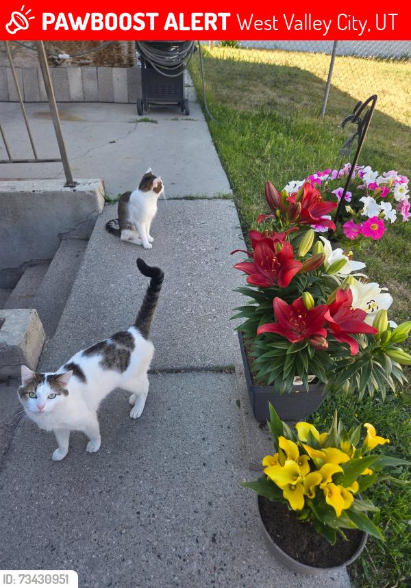 Lost Male Cat last seen Near dean cir, West Valley City, UT 84120