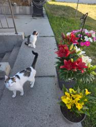 Lost Male Cat last seen Near dean cir, West Valley City, UT 84120