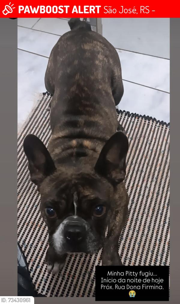 Lost Female Dog last seen Próximo a rua Dona Firmina, São José, RS 91520-210
