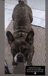 Lost Female Dog last seen Próximo a rua Dona Firmina, São José, RS 91520-210