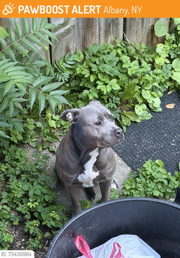 Found/Stray Female Dog last seen Jefferson and swan, Albany, NY 12210