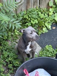 Found/Stray Female Dog last seen Jefferson and swan, Albany, NY 12210