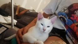 Lost Female Cat last seen Hollis st. And North Beach, Fort Worth, TX 76111