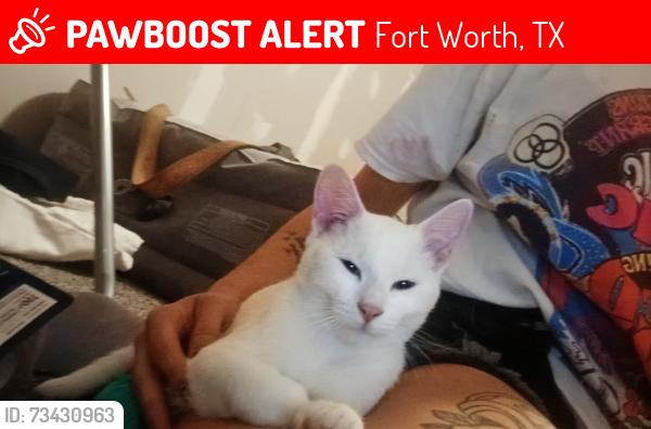 Lost Female Cat last seen Hollis st. And North Beach, Fort Worth, TX 76111