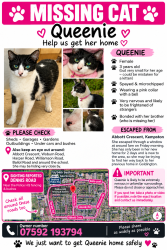Lost Female Cat last seen Dennis road, Kempston, England MK42 7QJ