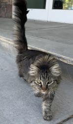Lost Female Cat last seen Provo River bottoms, Provo, UT 84604