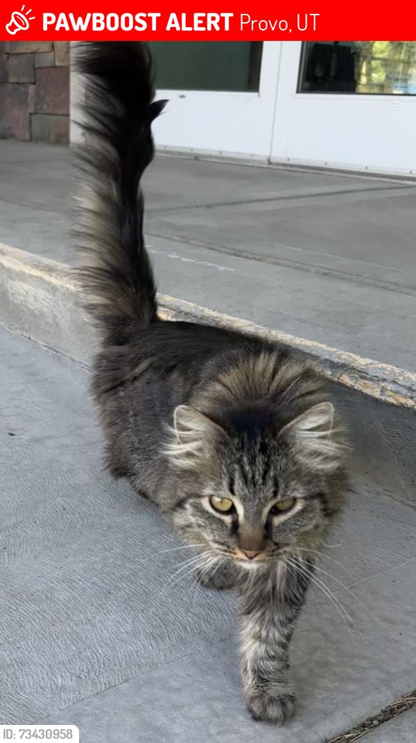 Lost Female Cat last seen Provo River bottoms, Provo, UT 84604