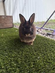 Found/Stray Unknown Rabbit last seen Boynton Lakes, Boynton Beach, FL 33426