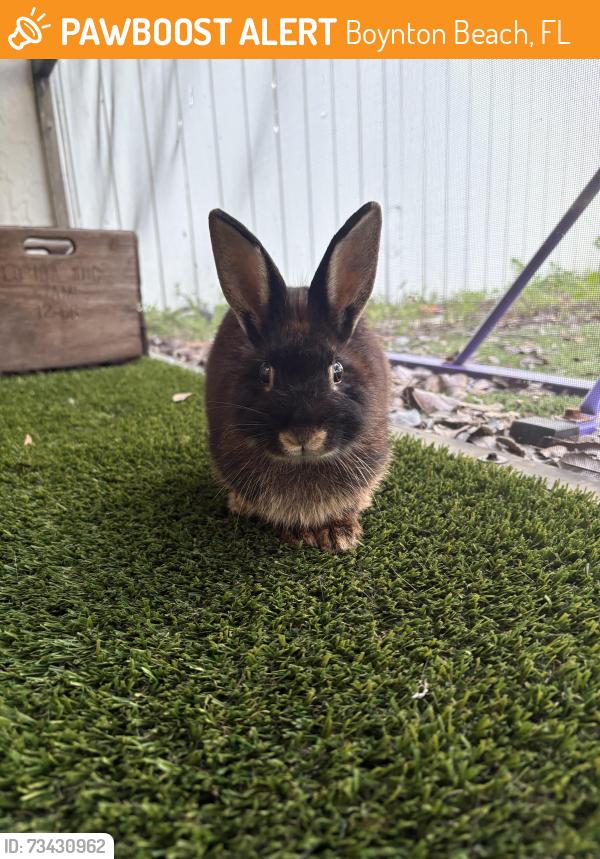 Found/Stray Unknown Rabbit last seen Boynton Lakes, Boynton Beach, FL 33426