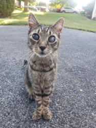 Lost Male Cat last seen Washington & Sixth, Shoemakersville, PA 19555