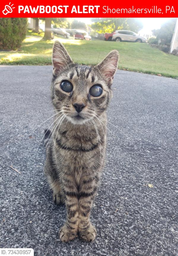 Lost Male Cat last seen Washington & Sixth, Shoemakersville, PA 19555