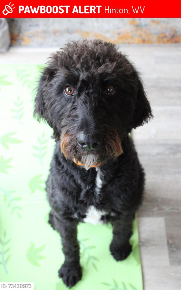Lost Male Dog last seen Near Barger Springs Rd, Hinton, WV 25951
