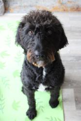 Lost Male Dog last seen Near Barger Springs Rd, Hinton, WV 25951
