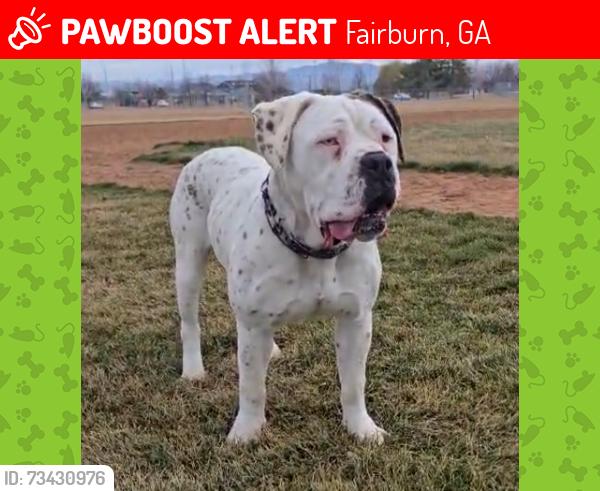 Lost Female Dog last seen Cedar Grove, South Fulton, GA 30213