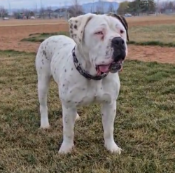Lost Female Dog last seen Cedar Grove, South Fulton, GA 30213