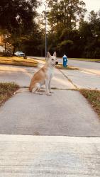 Found/Stray Female Dog last seen Connordale lane, Spring, TX 77386