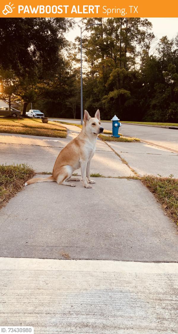Found/Stray Female Dog last seen Connordale lane, Spring, TX 77386