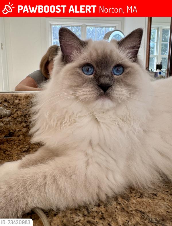 Lost Female Cat last seen Woodward, Norton, MA 02766