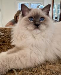Lost Female Cat last seen Woodward, Norton, MA 02766