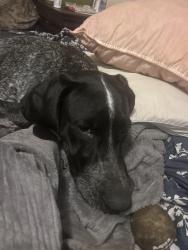 Lost Male Dog last seen NC-27W and Buffalo Lakes Rd, Sanford, NC 27332