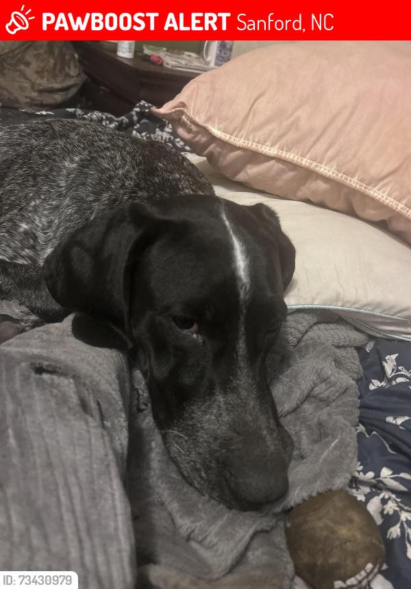 Lost Male Dog last seen NC-27W and Buffalo Lakes Rd, Sanford, NC 27332